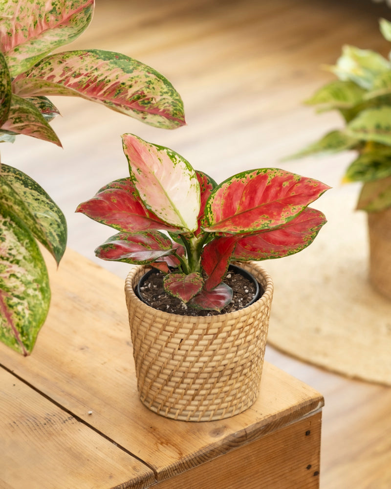 feey-variado-aglaonema-cayenne-red-ohne-bertopf-bunt image 4