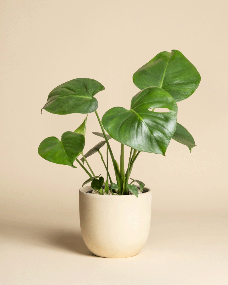 feey-variado-monstera-deliciosa-fensterblatt-ohne-bertopf-2 image 5