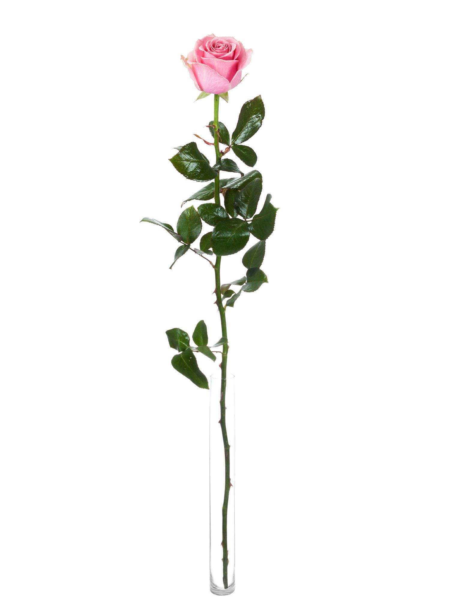 blumigo-rosen-honey-avalanche-schnittrosen-rosa-pink image 3