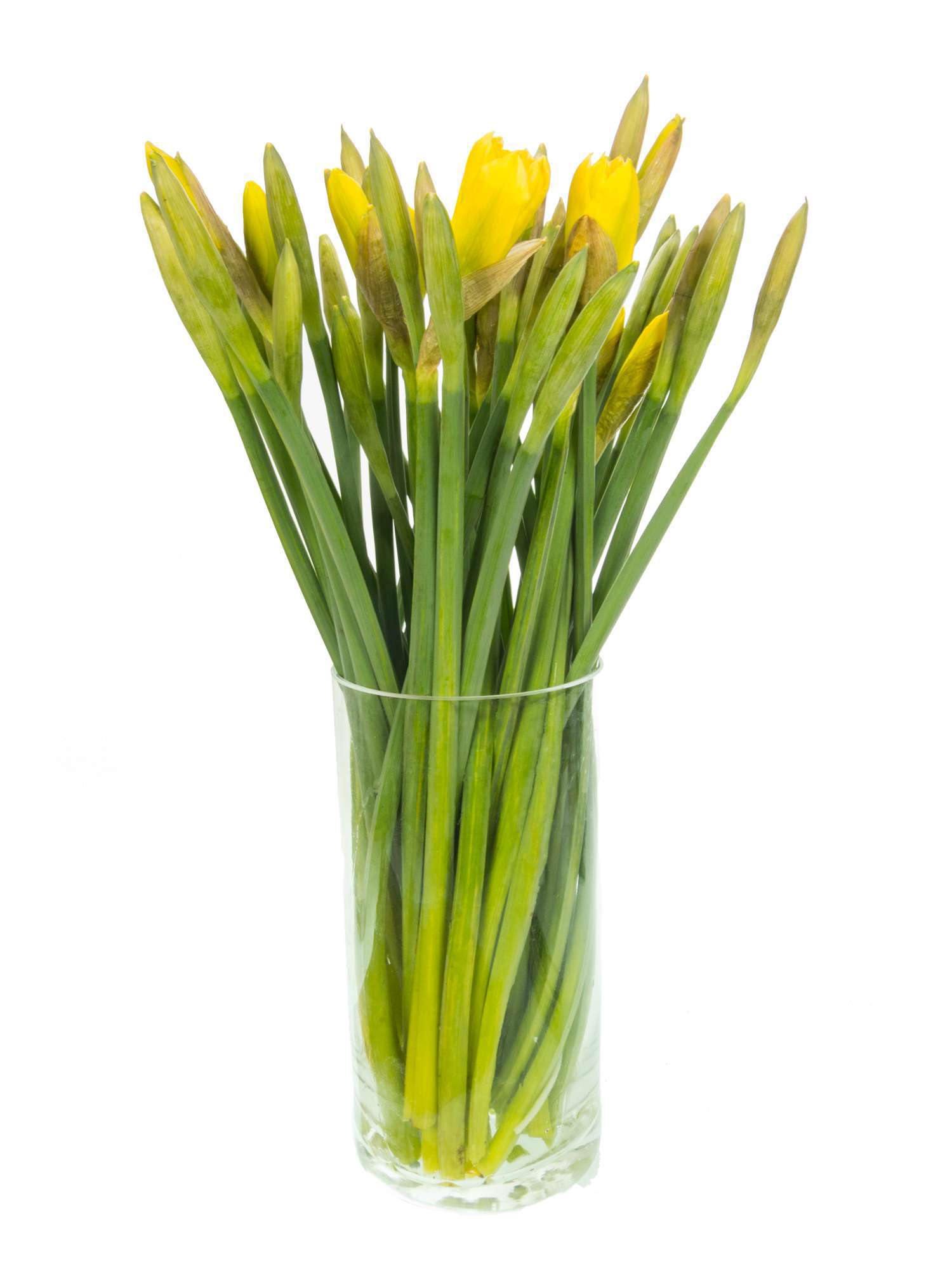 blumigo-fr-hlingsknollen-narzissen-dutch-master-schnittblume-gelb image 3