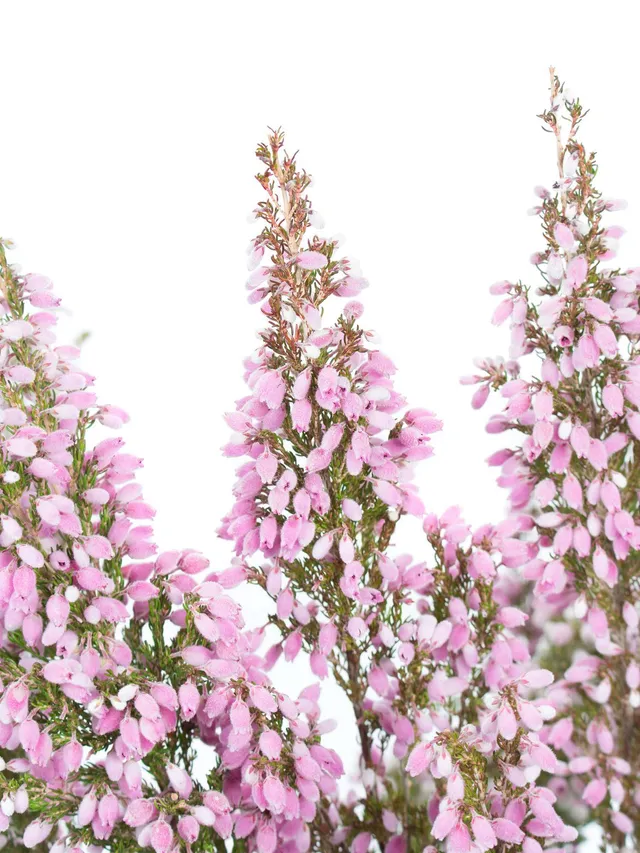 blumigo-herbstdeko-erika-heidekr-uter-rosa-schnittblume image 1
