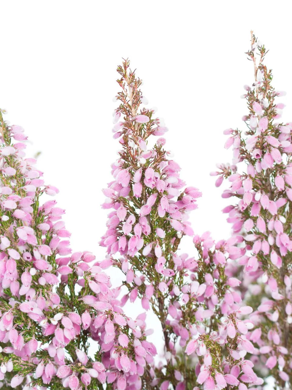 blumigo-herbstdeko-erika-heidekr-uter-rosa-schnittblume image 1