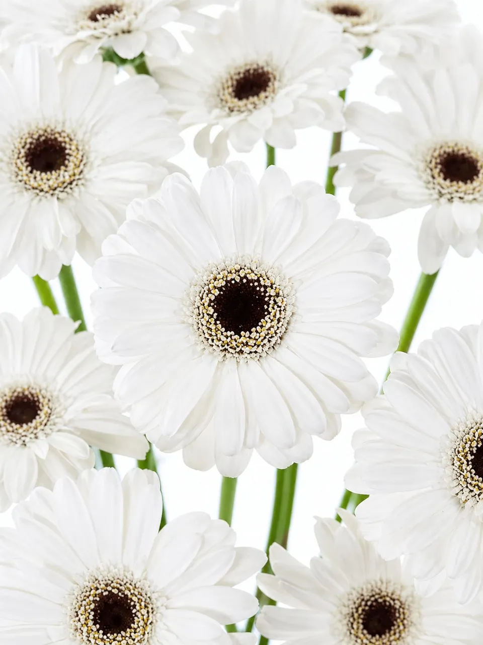 blumigo-gerbera-mini-snowy-wei-e-germini-blume image 1
