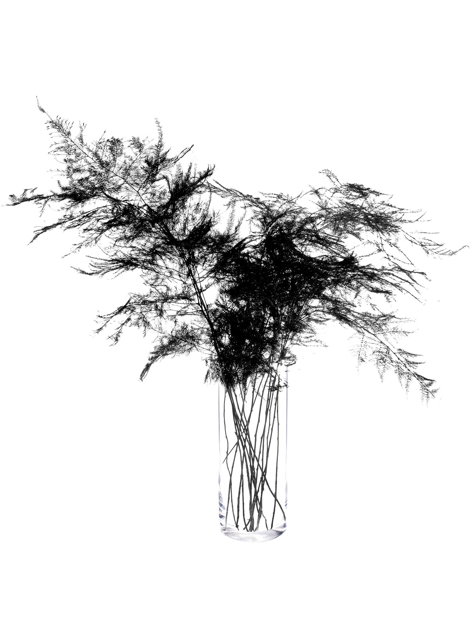 blumigo-asparagus-plumosus-schnittgr-n-schwarz image 3