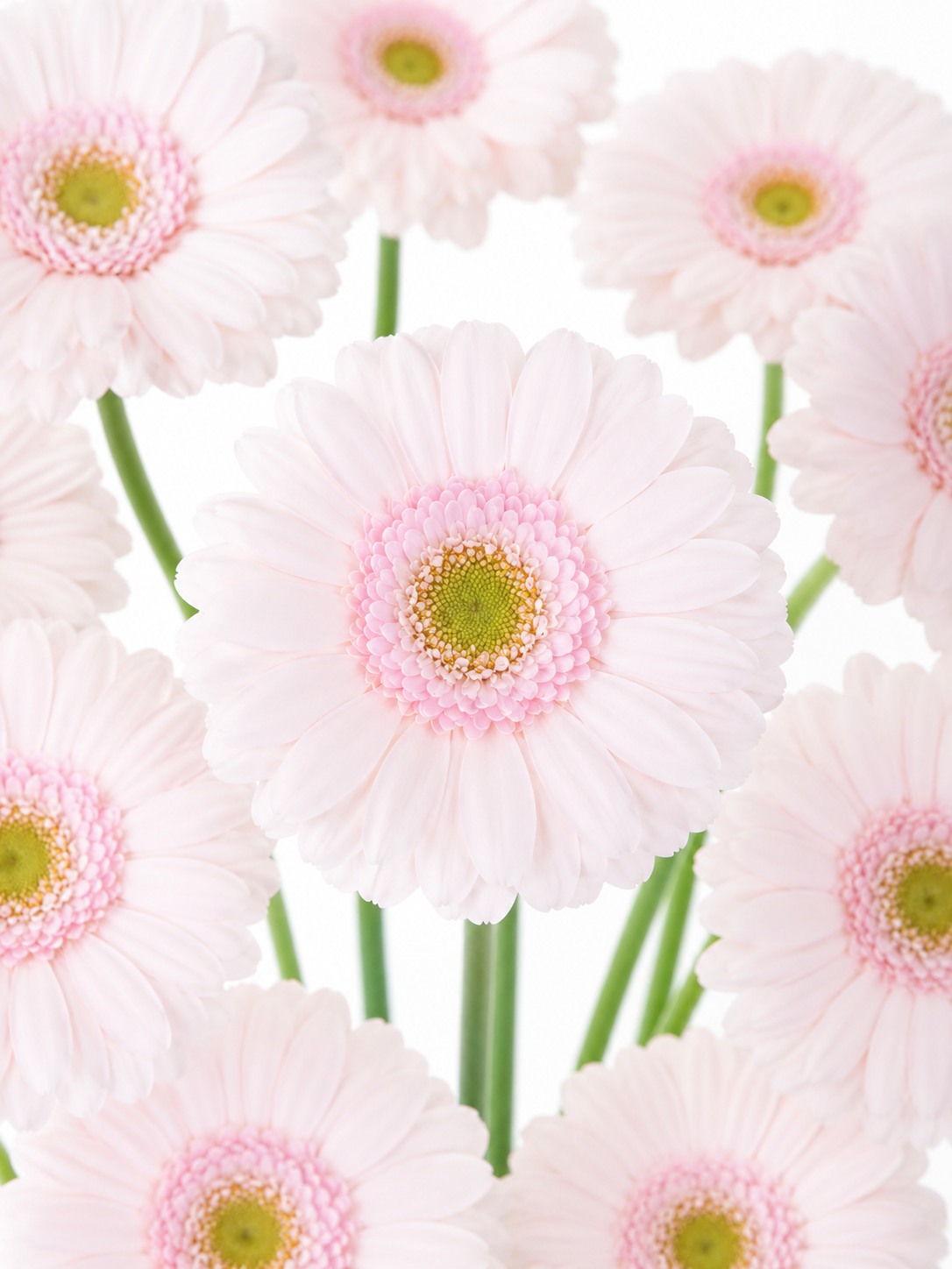 blumigo-gerbera-mini-bridal-kimsey-schnittblume-hell-rosa image 1