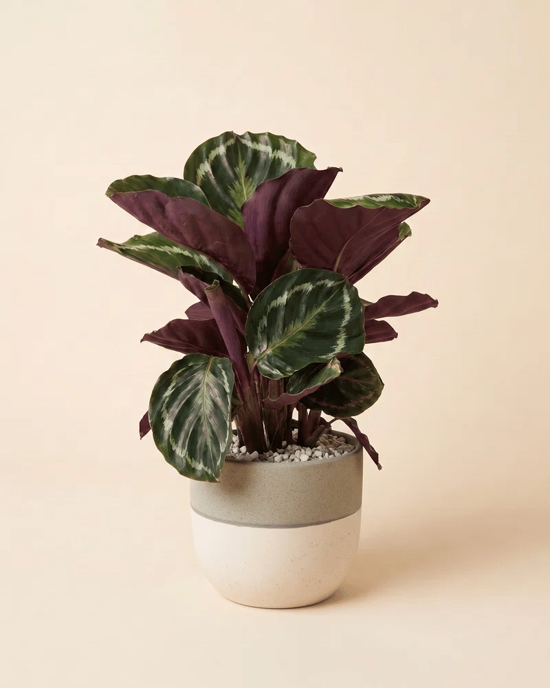 feey-calathea-roseopicta-zimmerpflanze-ohne-bertopf-tierfreundlich image 5