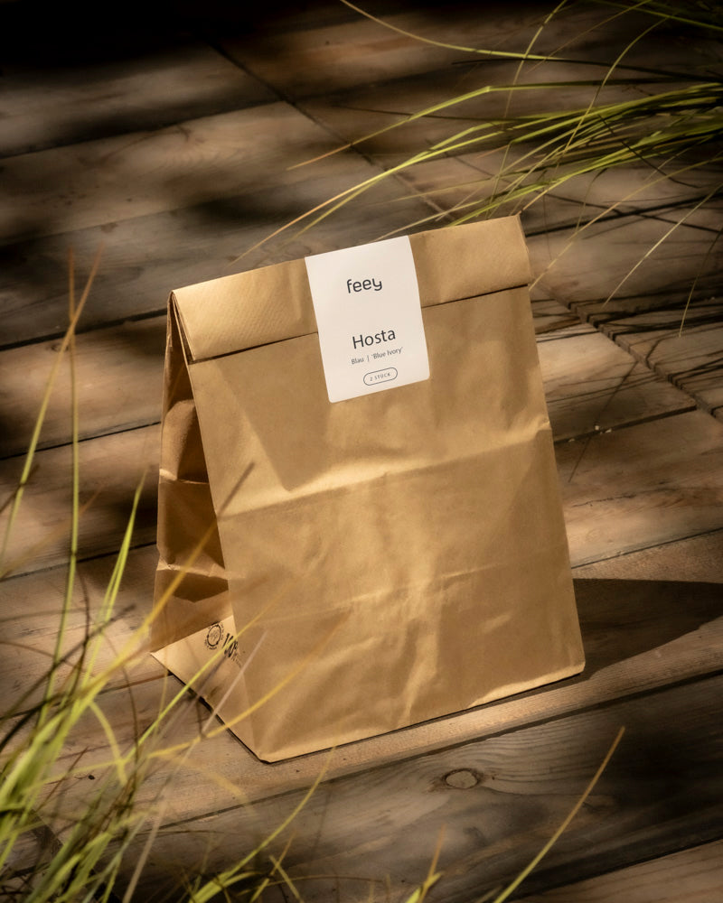 feey-amsterdam-hosta-blau-beige-2-stk-rhizome image 8