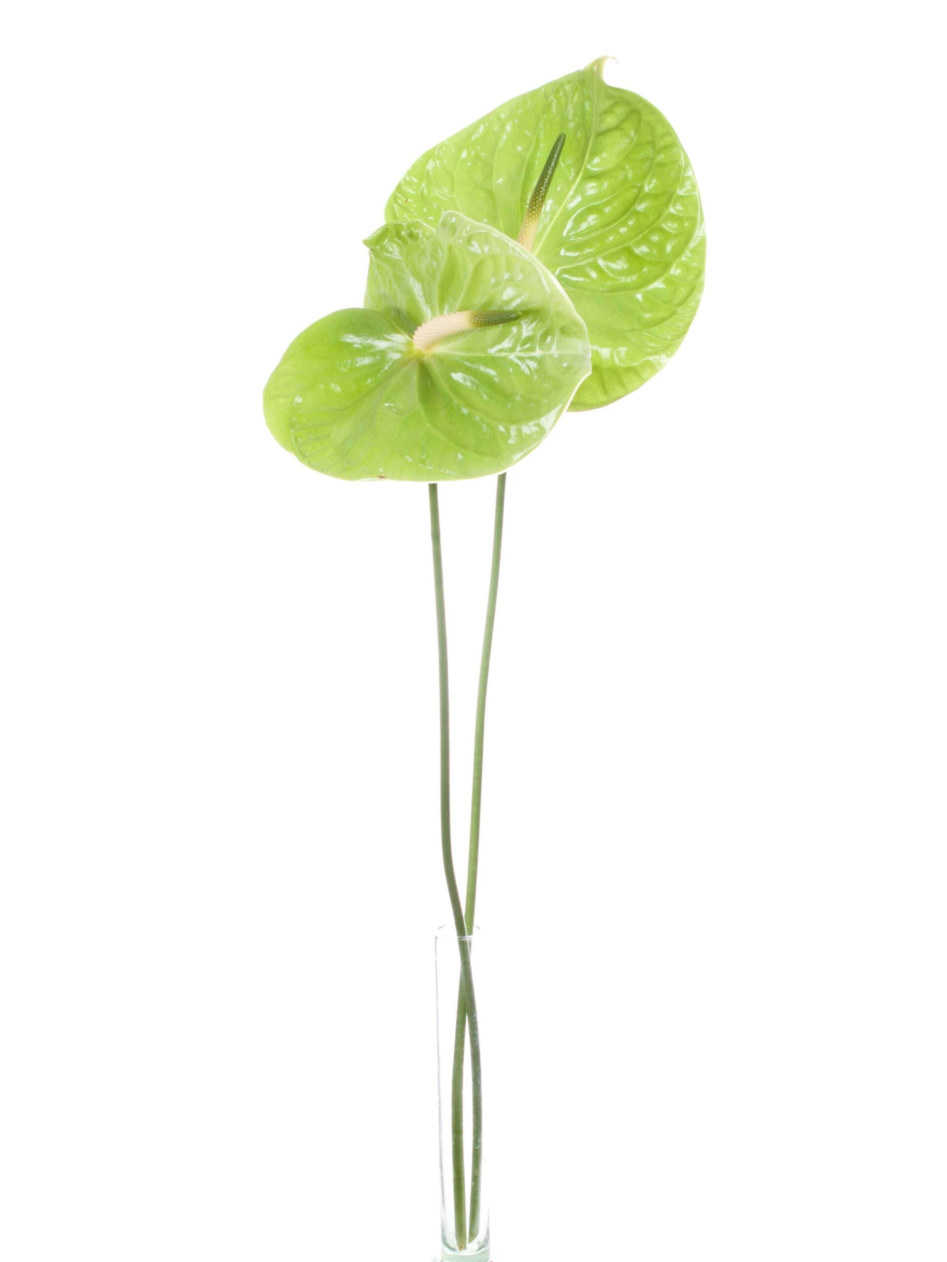 blumigo-anthurie-midori-schnittblume-gr-n-bindegr-n image 3