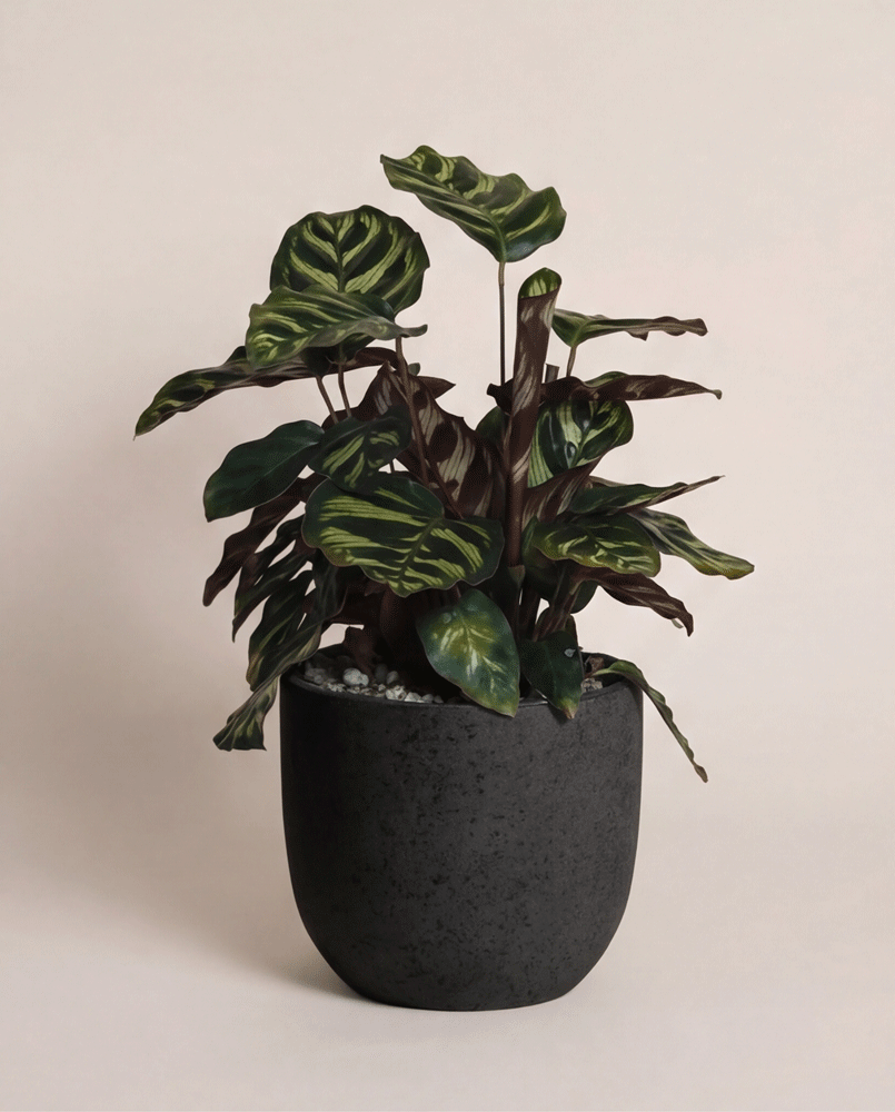 feey-variado-calathea-makoyana-korbmarante-ohne-bertopf image 6
