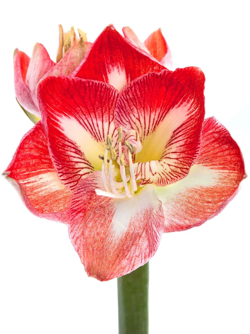 blumigo-amaryllis-minerva-schnittblume-rot-wei image 1