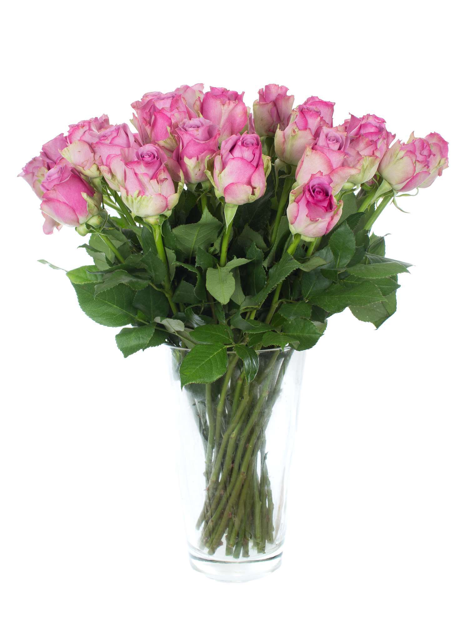 blumigo-rosen-cool-water-schnittrose-pink-lila-frisch image 2