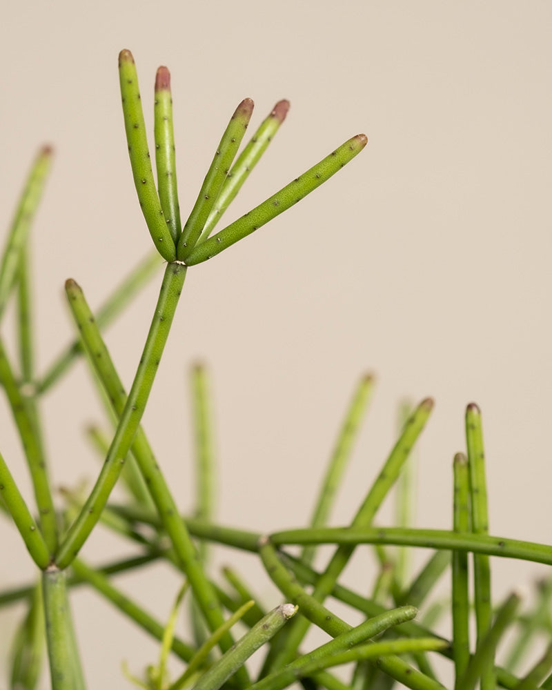 feey-variado-rhipsalis-neves-armondii-zimmerpflanze-ohne-bertopf image 2