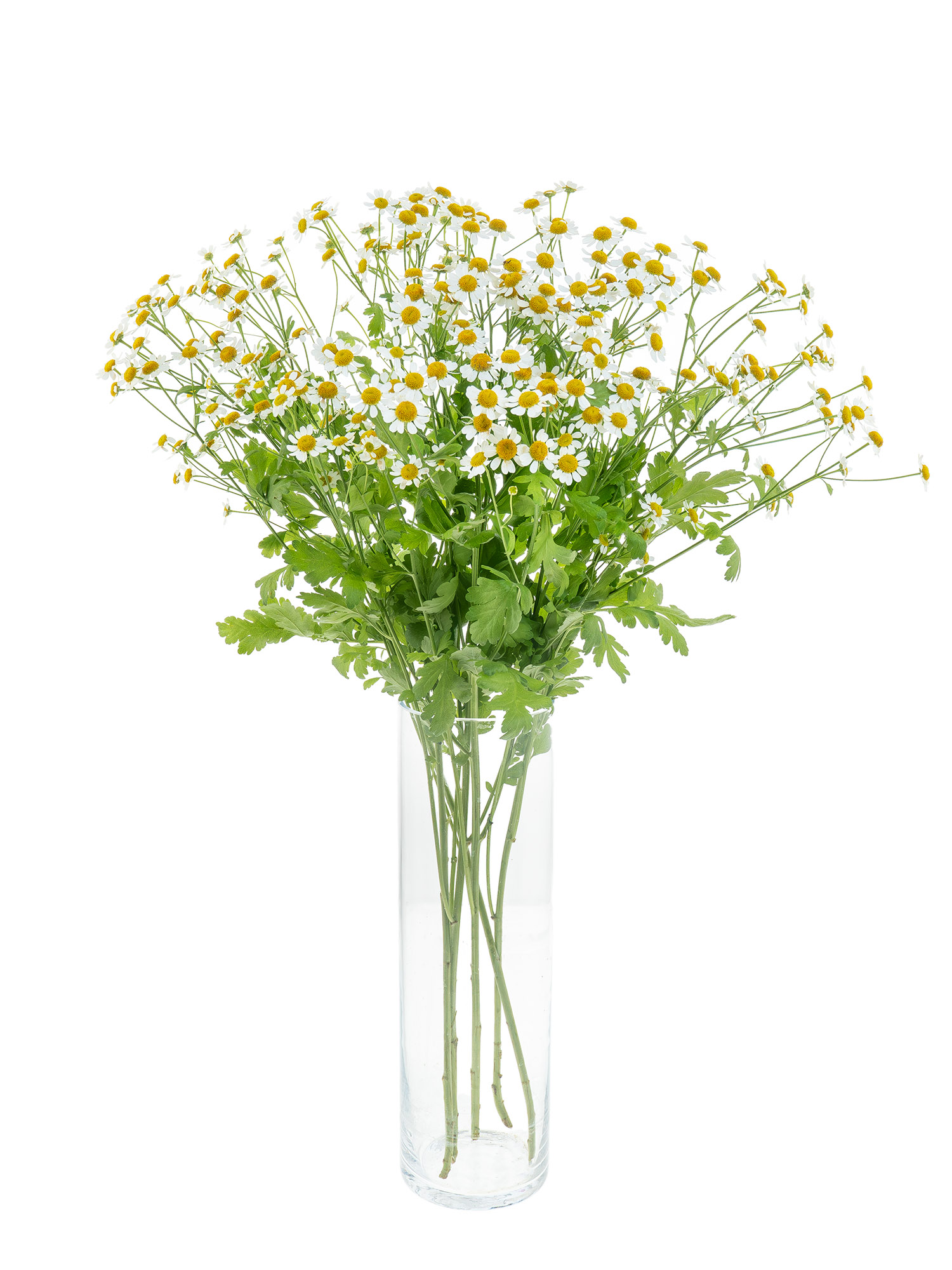 blumigo-blattwerk-kamille-schnittblumen-frischer-bund image 3