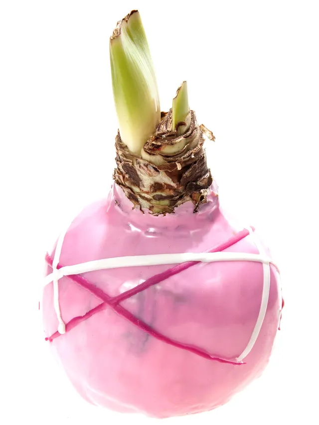 blumigo-amaryllis-gewachste-knolle-ritterstern-farbmix image 1