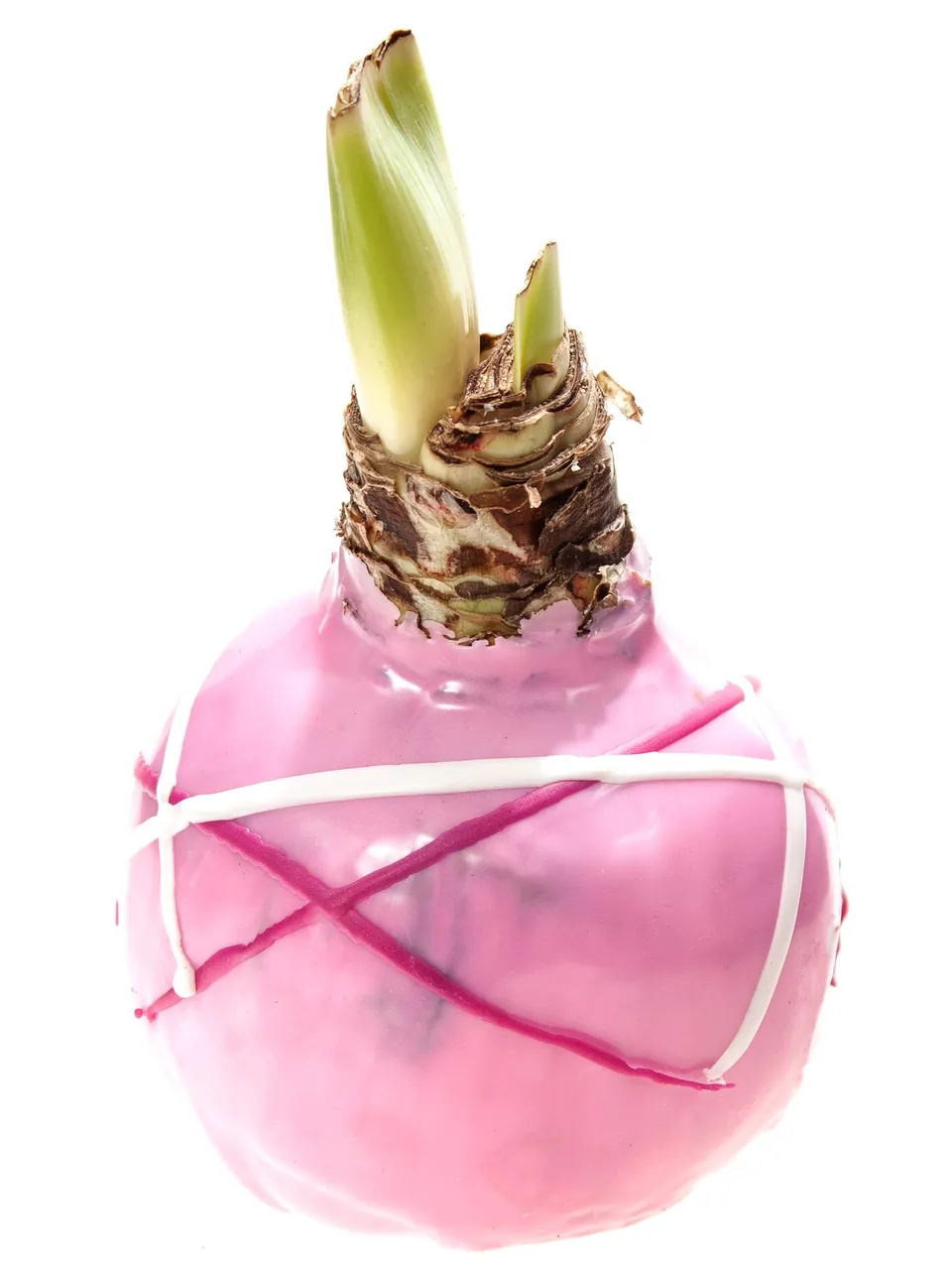 blumigo-amaryllis-gewachste-knolle-ritterstern-farbmix image 1