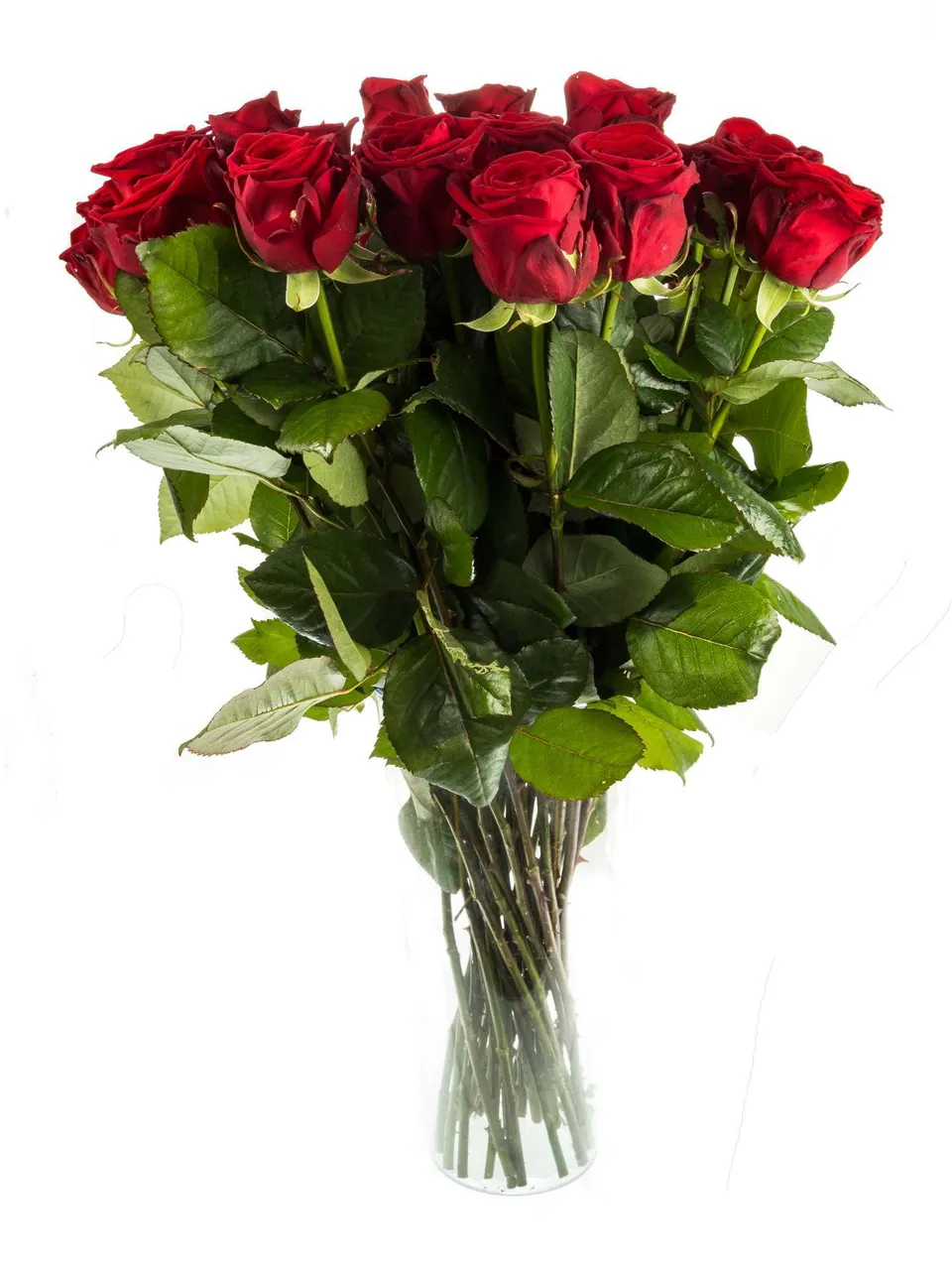 blumigo-rosen-eleganz-schnittrosen-rot-f-r-strau image 1