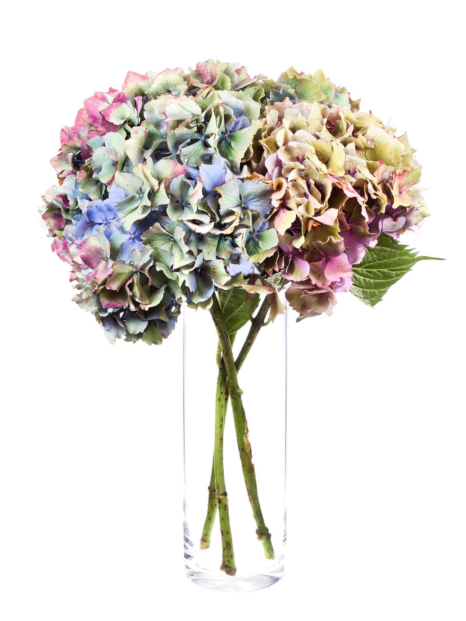 blumigo-hortensien-franz-sischer-farbmix-schnittblumen-5-st-ck image 7
