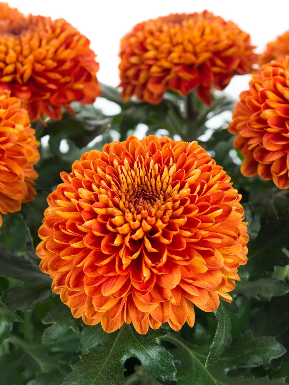 blumigo-chrysanthemen-paladov-dark-orange-schnittblume image 1