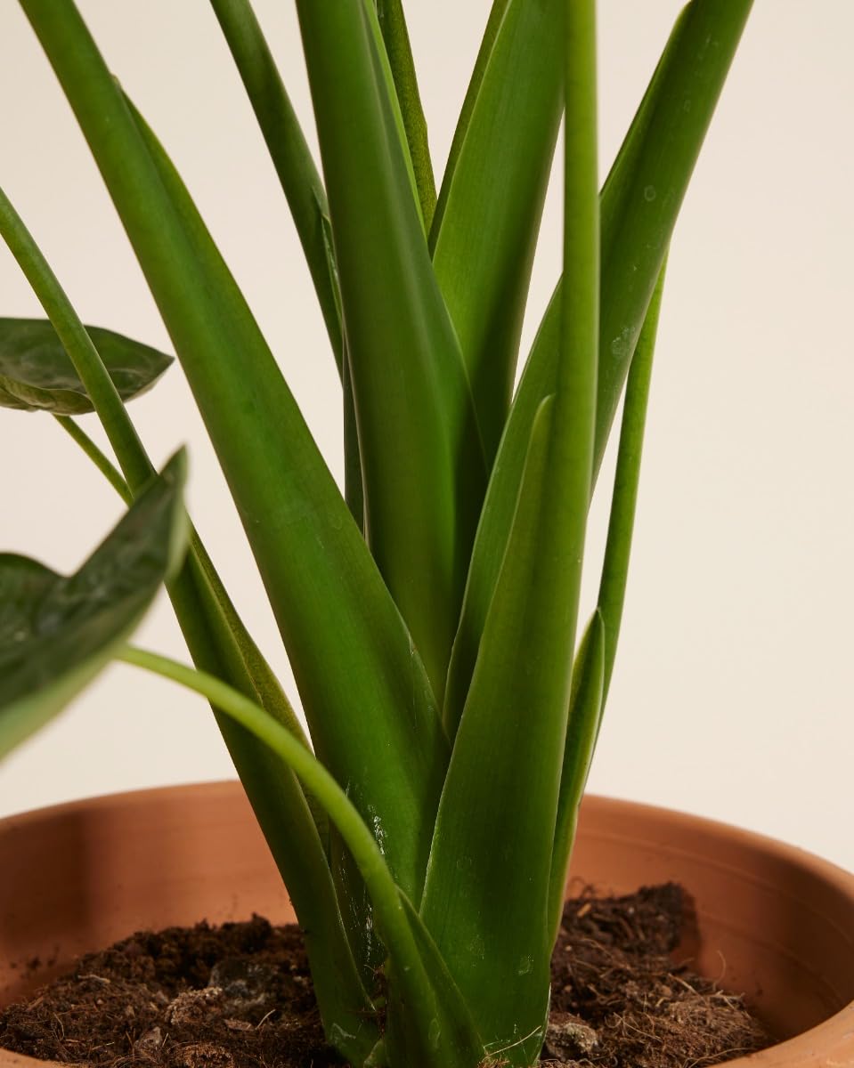 plnts-rareplnts-alocasia-cucullata-zimmerpflanze-65-cm-pfeilblatt image 4