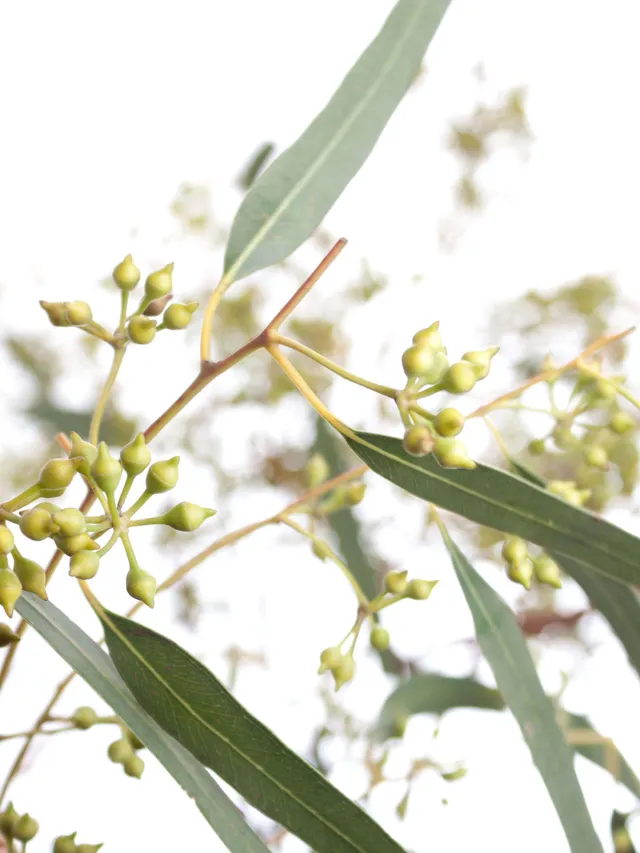 blumigo-eukalyptus-exotica-bund-gr-n-mit-fruchtstand image 1