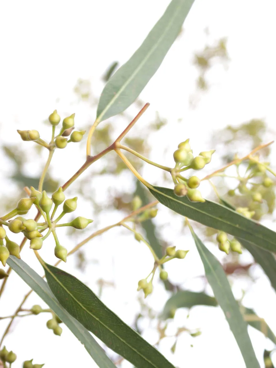 blumigo-eukalyptus-exotica-bund-gr-n-mit-fruchtstand image 1
