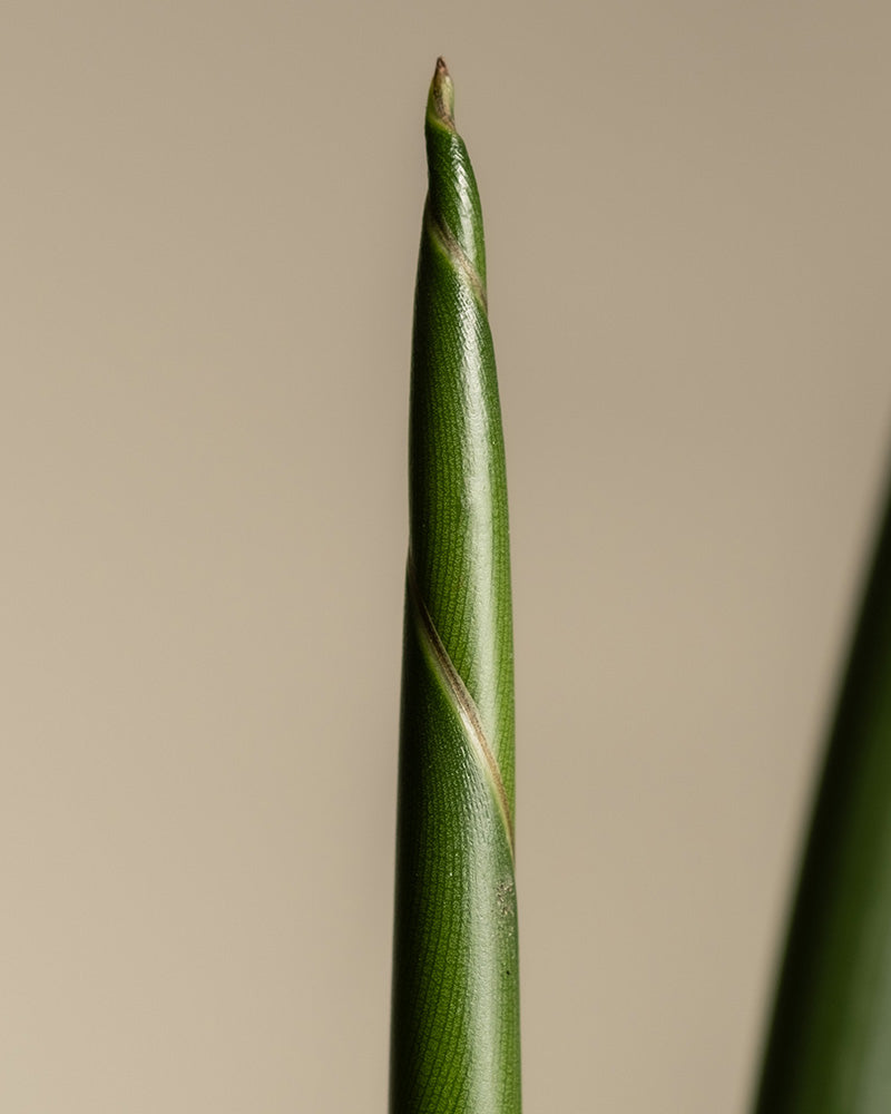 feey-strelitzie-nicolai-zimmerpflanze-gro-ohne-bertopf image 7