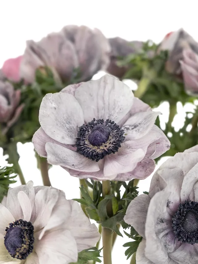 blumigo-anemonen-xl-mistral-powder-grey-grau-violett-schnittblume image 1