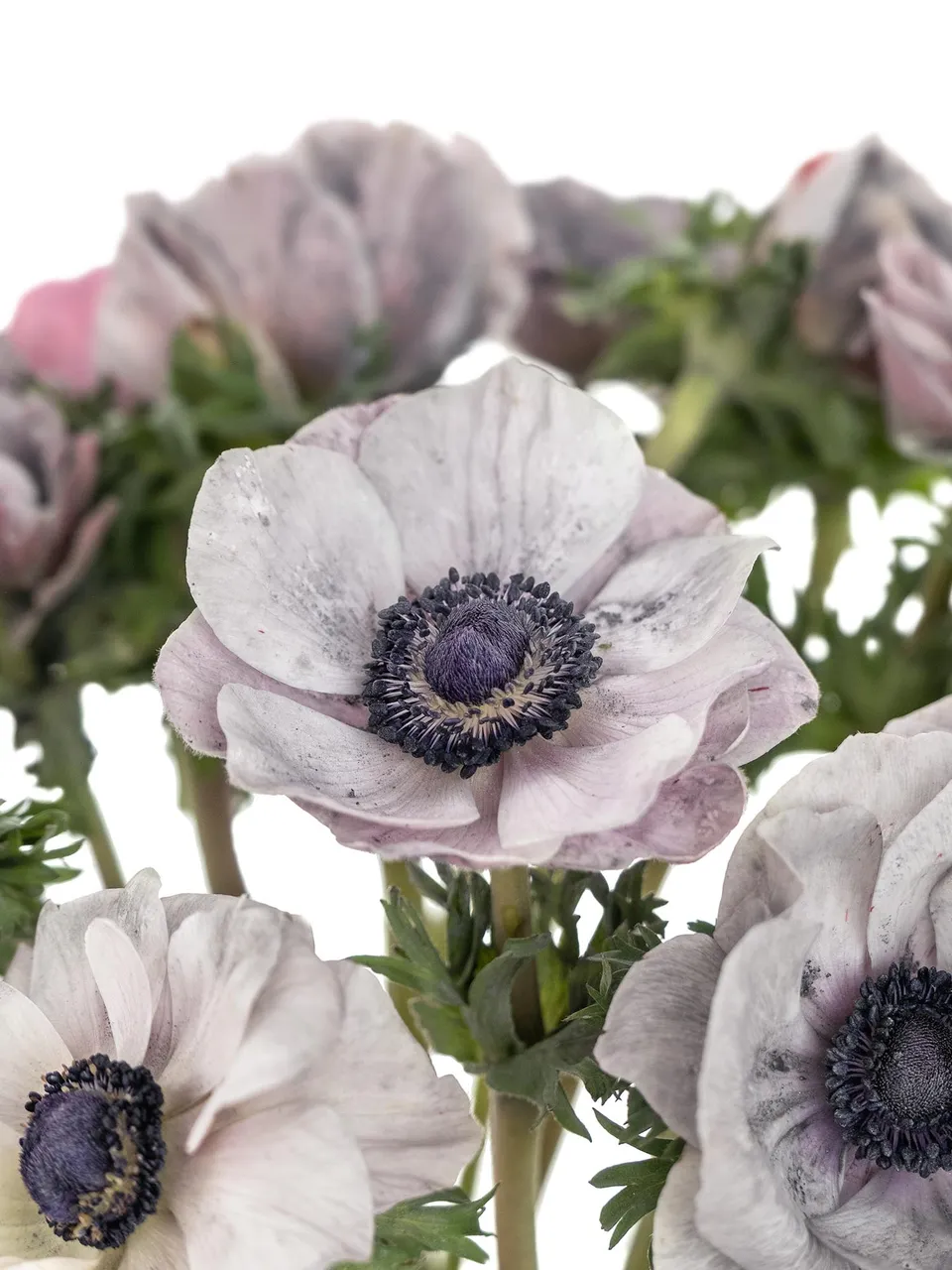 blumigo-anemonen-xl-mistral-powder-grey-grau-violett-schnittblume image 1
