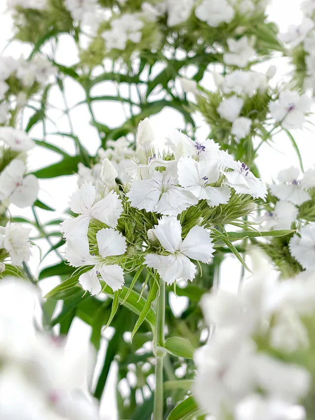blumigo-nelken-bartnelken-schnittblume-wei image 1
