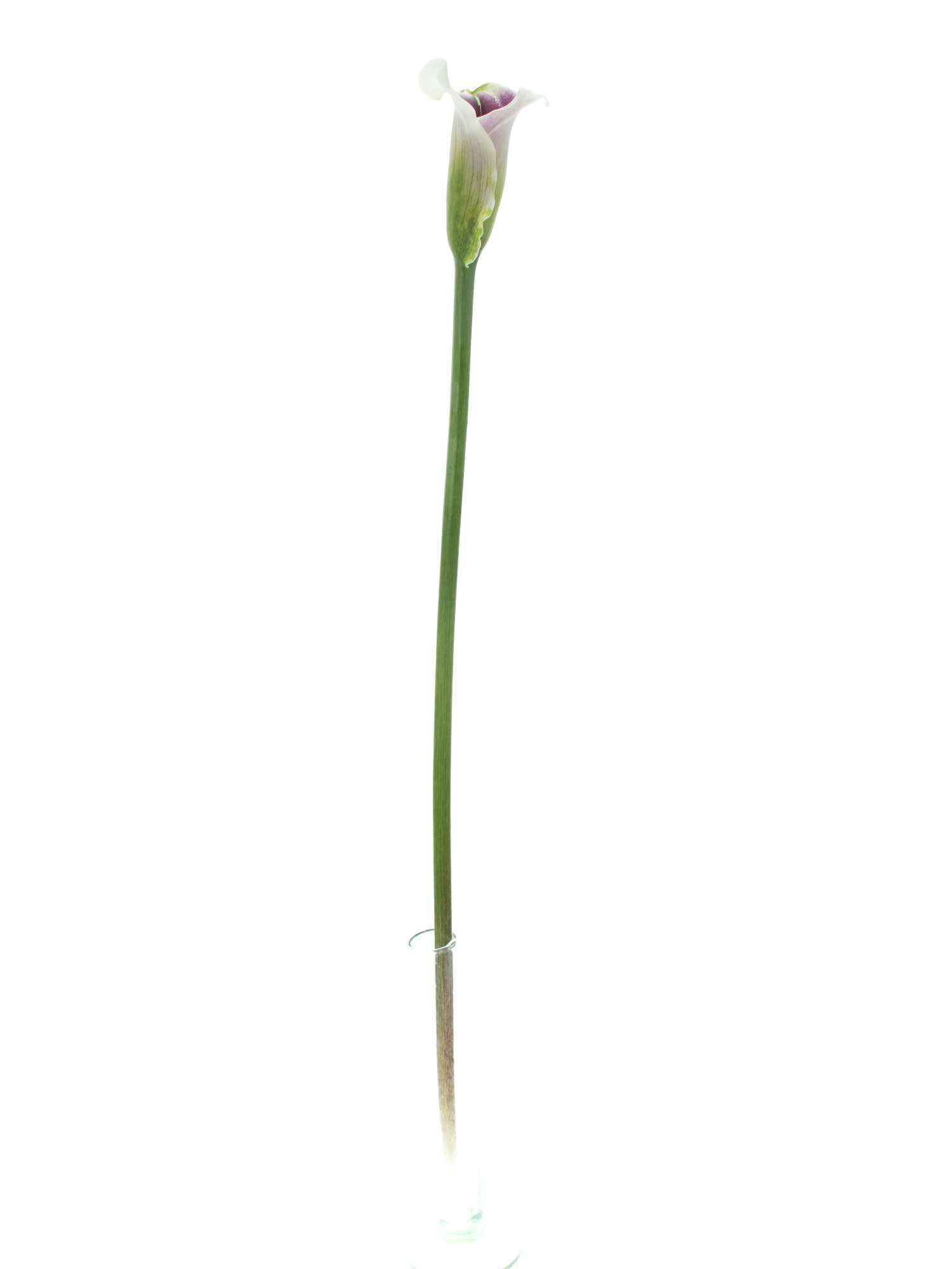 blumigo-calla-vermeer-crem-lila-schnittblume image 3