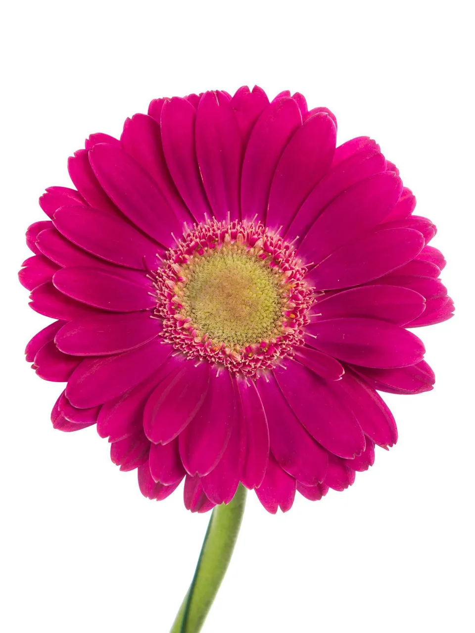 blumigo-gerbera-mini-elvis-pink-schnittblumen image 1