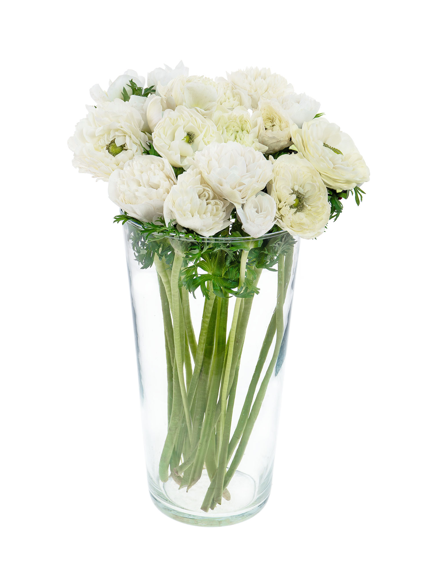 blumigo-anemonen-full-star-white-schnittblume-wei-gef-llt image 2