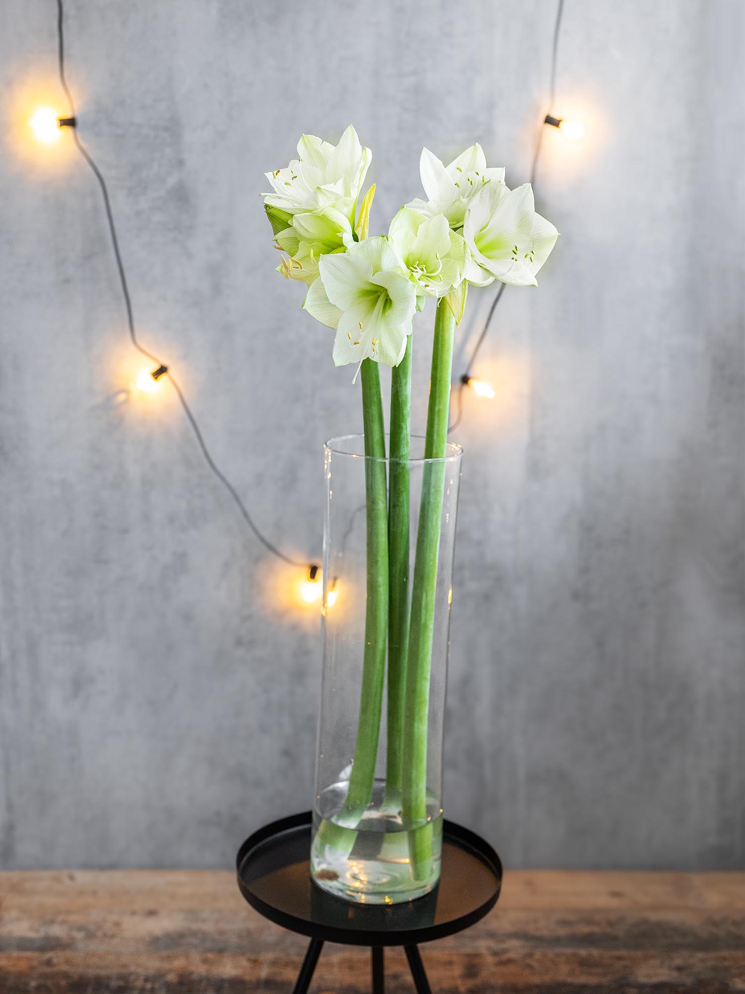 blumigo-amaryllis-casablanca-wei-schnittblume-winter image 3
