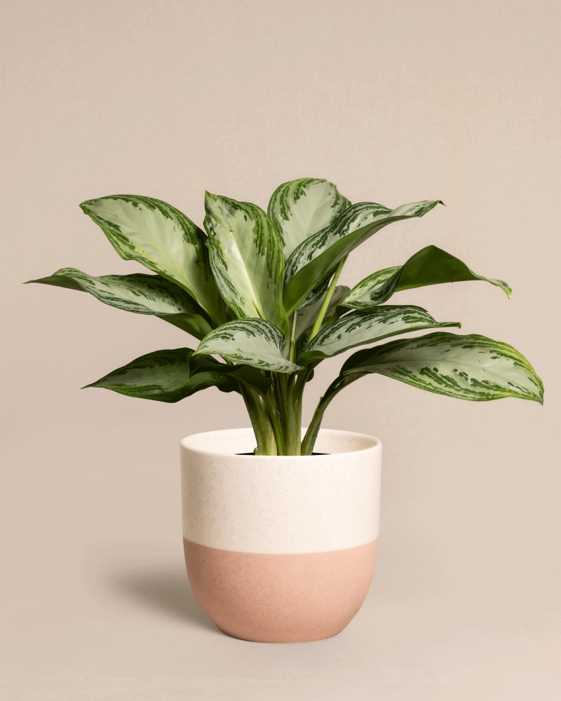 feey-variado-aglaonema-silver-bay-zimmerpflanze-ohne-bertopf image 5