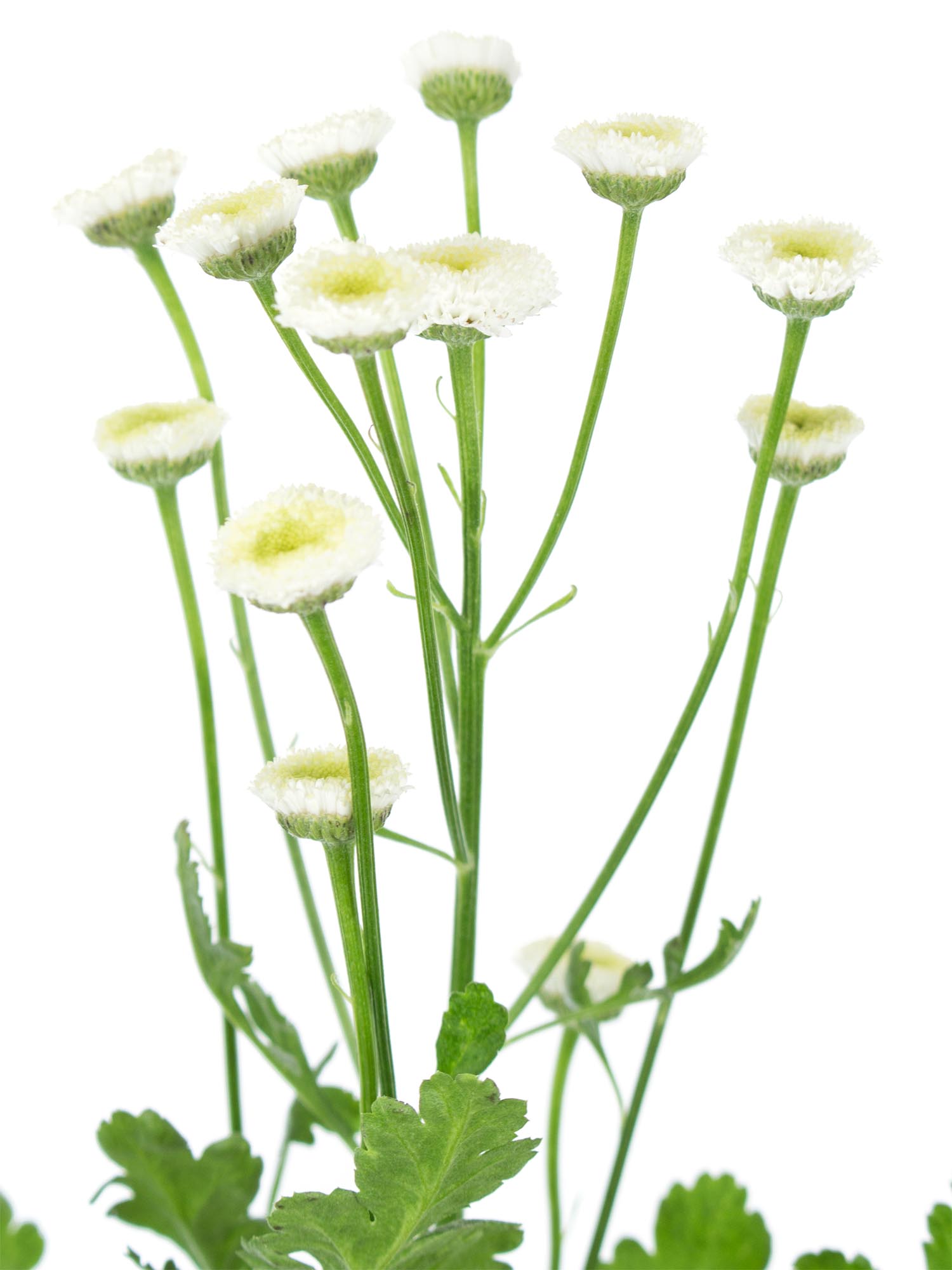 blumigo-tanacetum-parthenium-mutterkraut-wei-stiel image 3