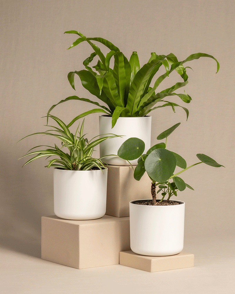 feey-variado-pflanzen-set-klein-tierfreundlich-3er image 5