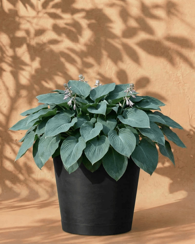 feey-amsterdam-blaue-hosta-funkie-2-stk-rhizom-winterhart image 6
