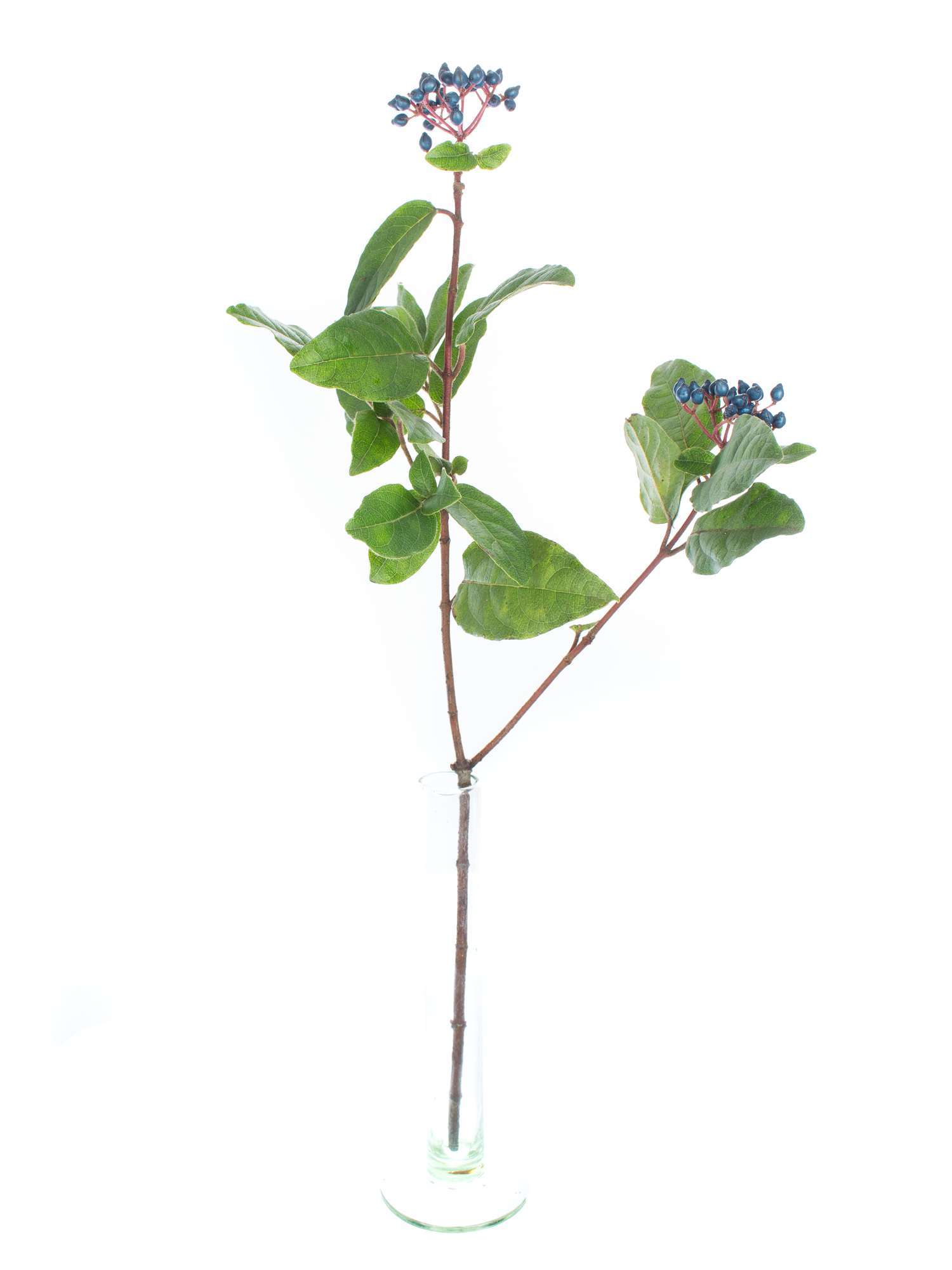 blumigo-viburnum-schneeball-blau-beeren-greenery-stiel image 3