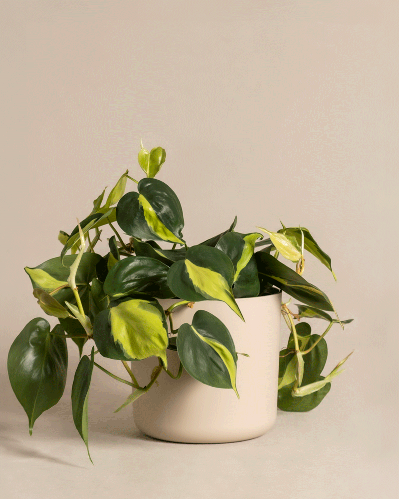 feey-variado-philodendron-scandens-brasil-h-ngepflanze-pflegeleicht image 8