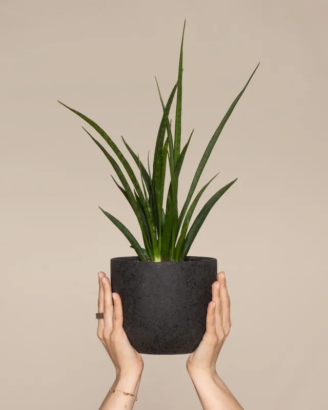 feey-variado-sansevieria-friends-zimmerpflanze-ohne-bertopf image 1