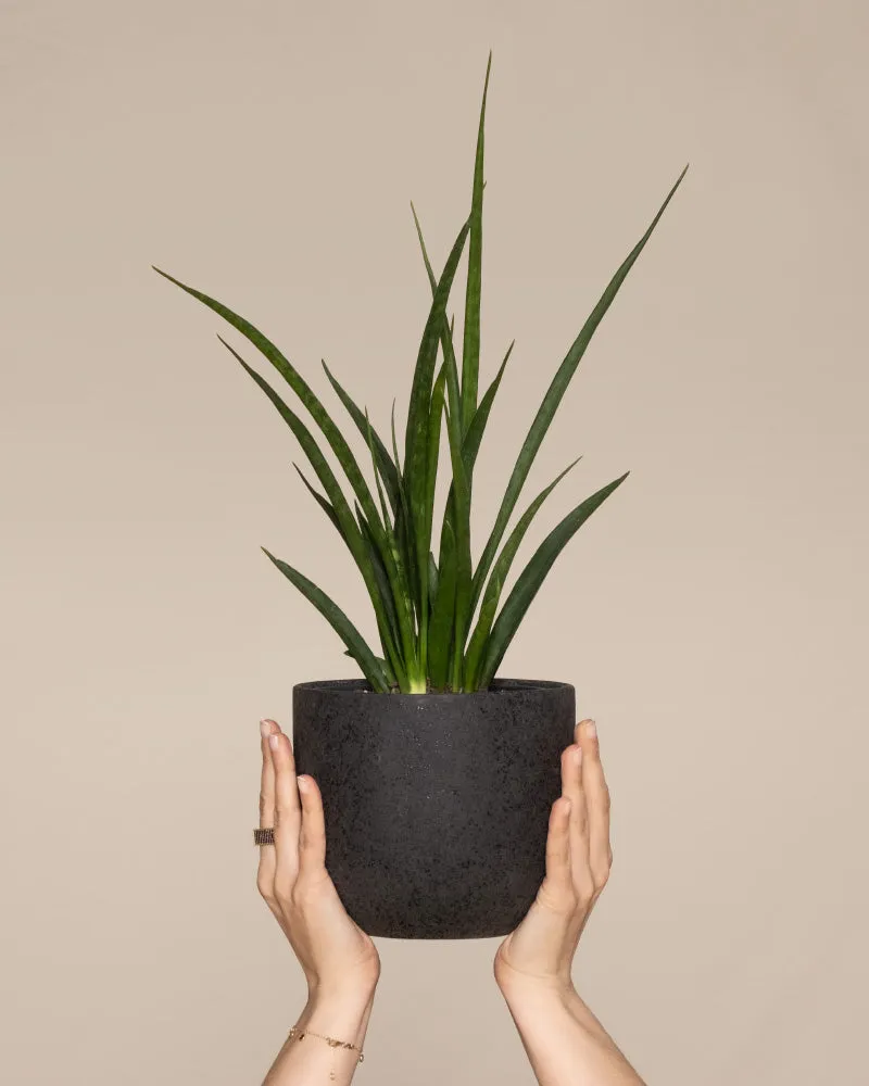 feey-variado-sansevieria-friends-zimmerpflanze-ohne-bertopf image 1