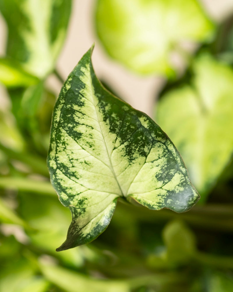 feey-variado-syngonium-pixie-zimmerpflanze-ohne-topf image 2