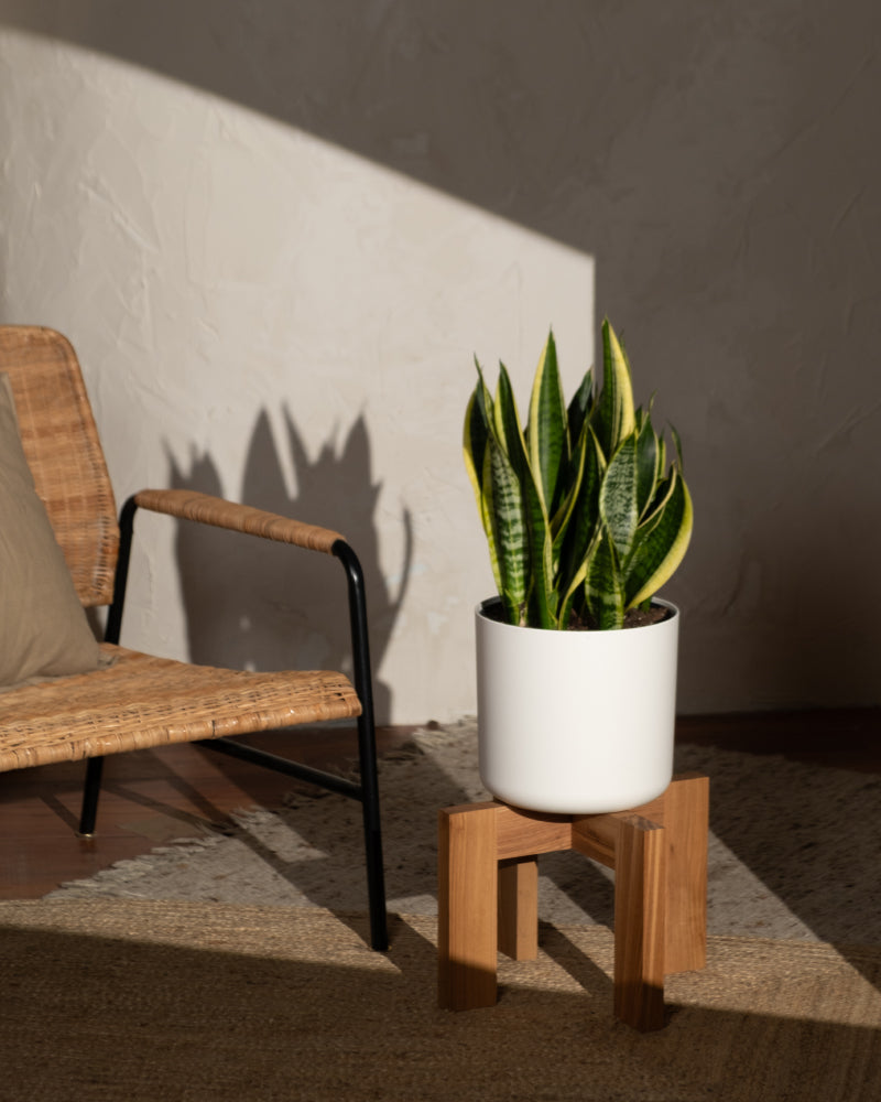feey-variado-schwiegermutterzunge-xl-sansevieria-60-70cm image 8