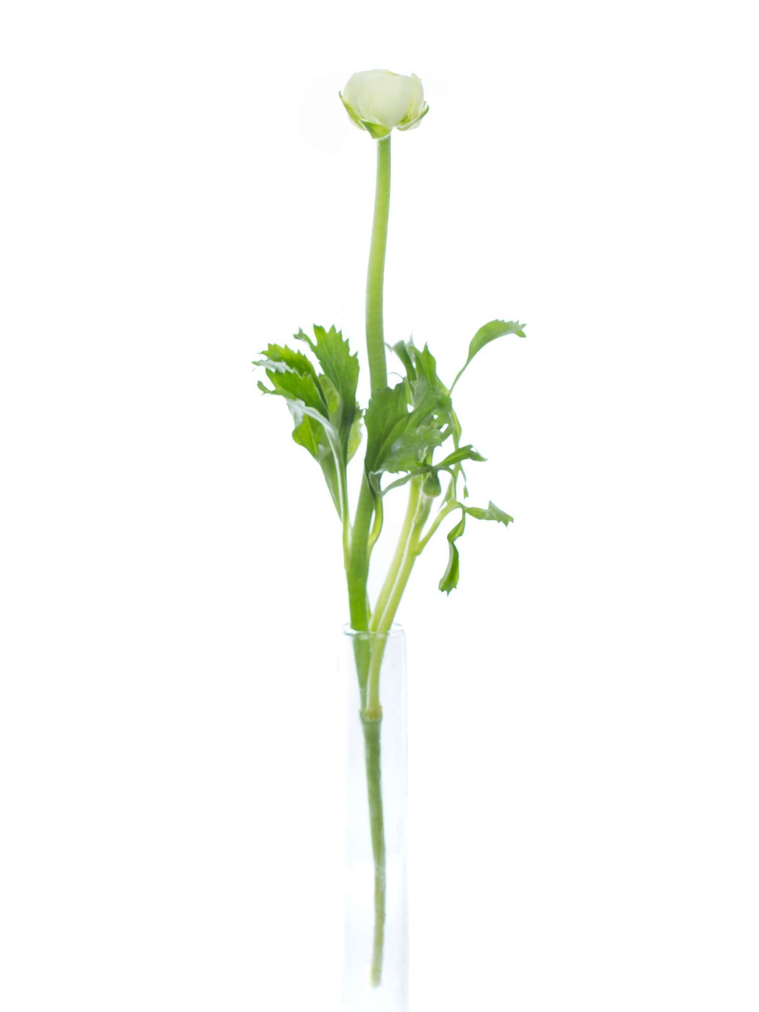 blumigo-ranunkeln-elegance-creme-schnittblume-creme-wei image 3