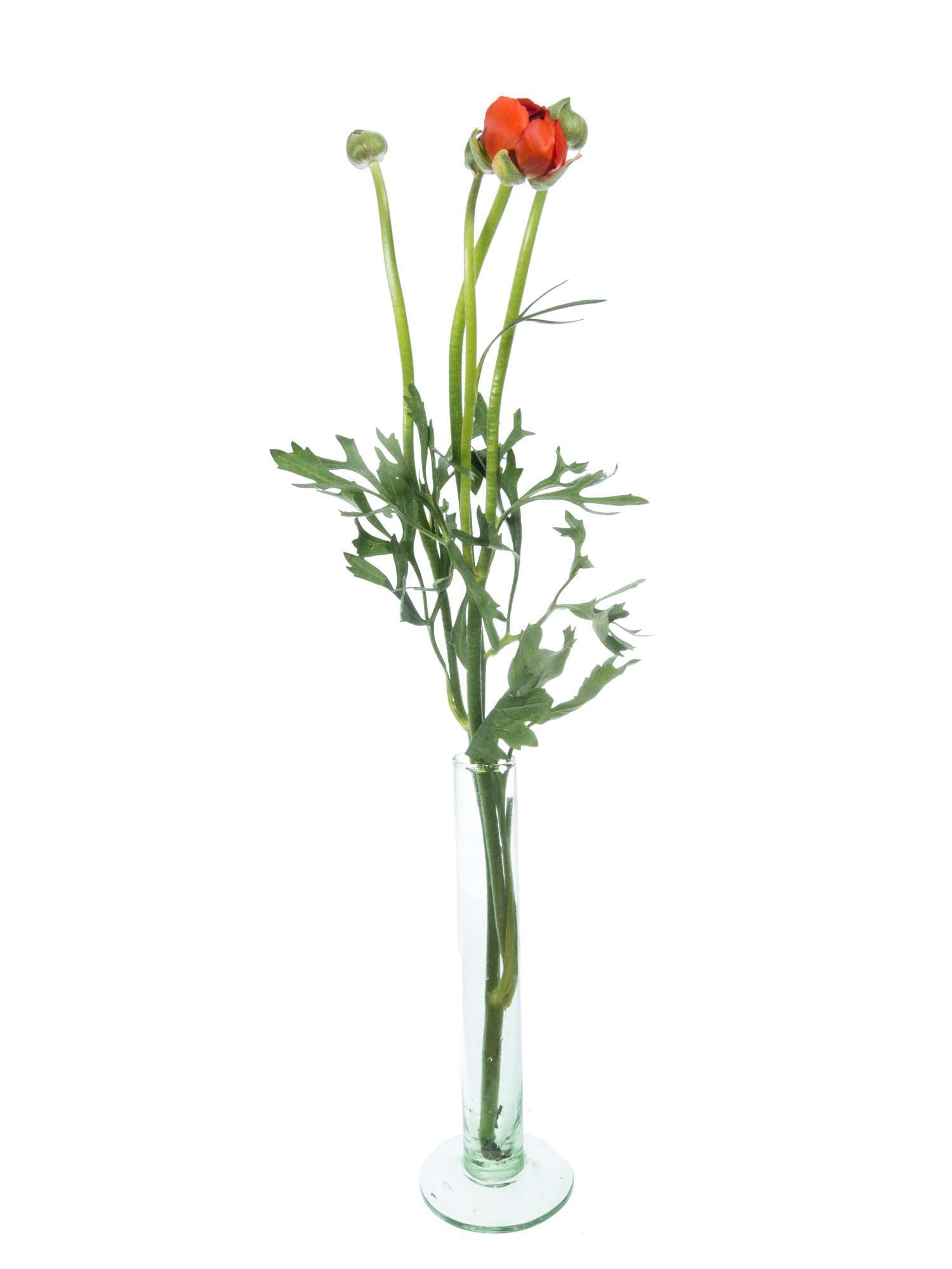 blumigo-ranunkeln-pauline-dark-orange-schnittblume-orange image 3