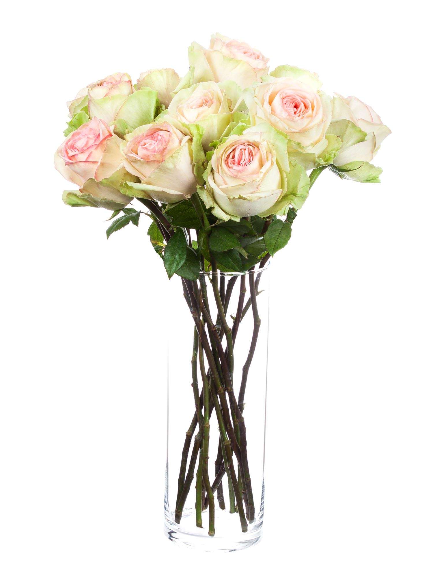 blumigo-classico-rosen-creme-rosa-schnittrose image 2