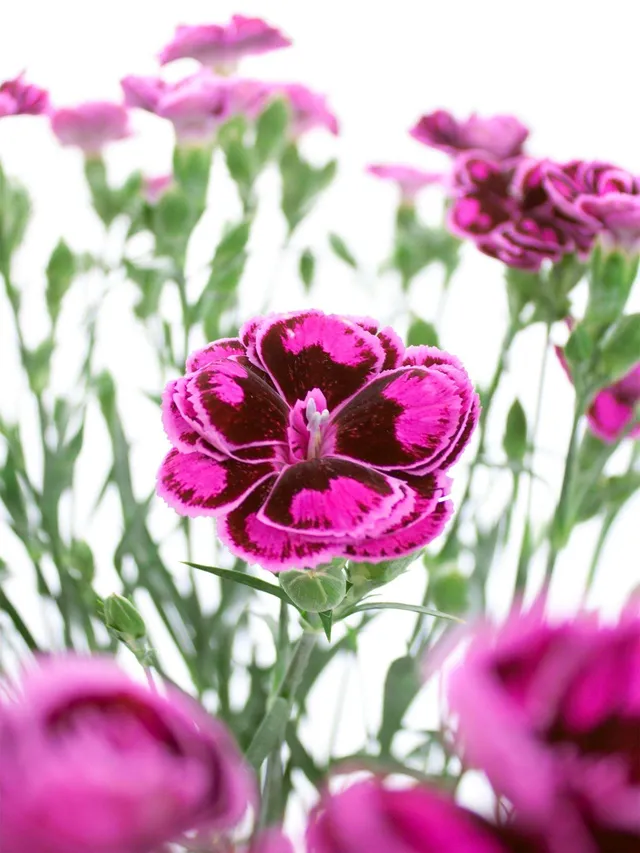 blumigo-nelken-tropical-butterfly-nelke-pink-verzweigt image 1