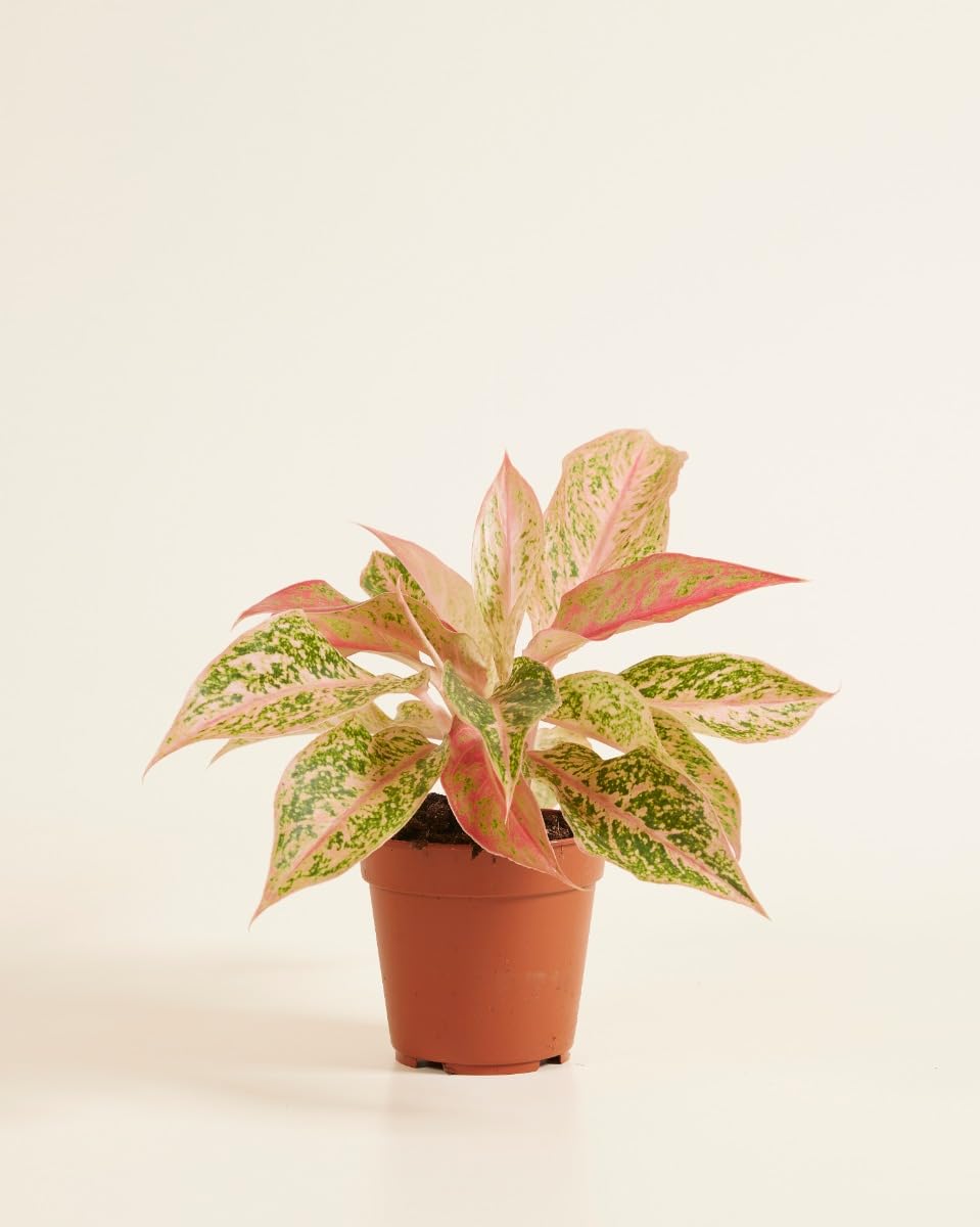 plnts-rareplnts-aglaonema-prosperity-zimmerpflanze-25-cm-rosa image 2