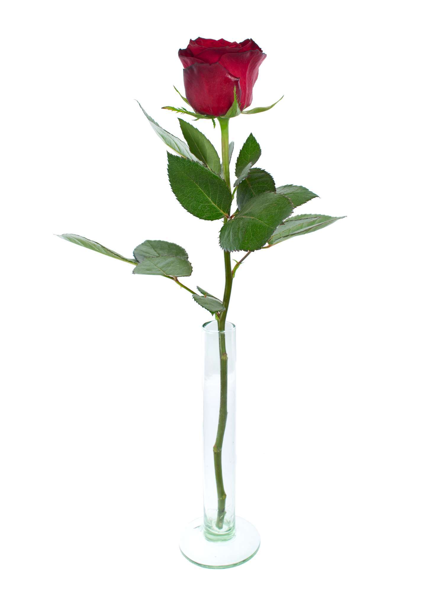 blumigo-100-kurze-rote-rosen-40-cm-schnittrosen image 6