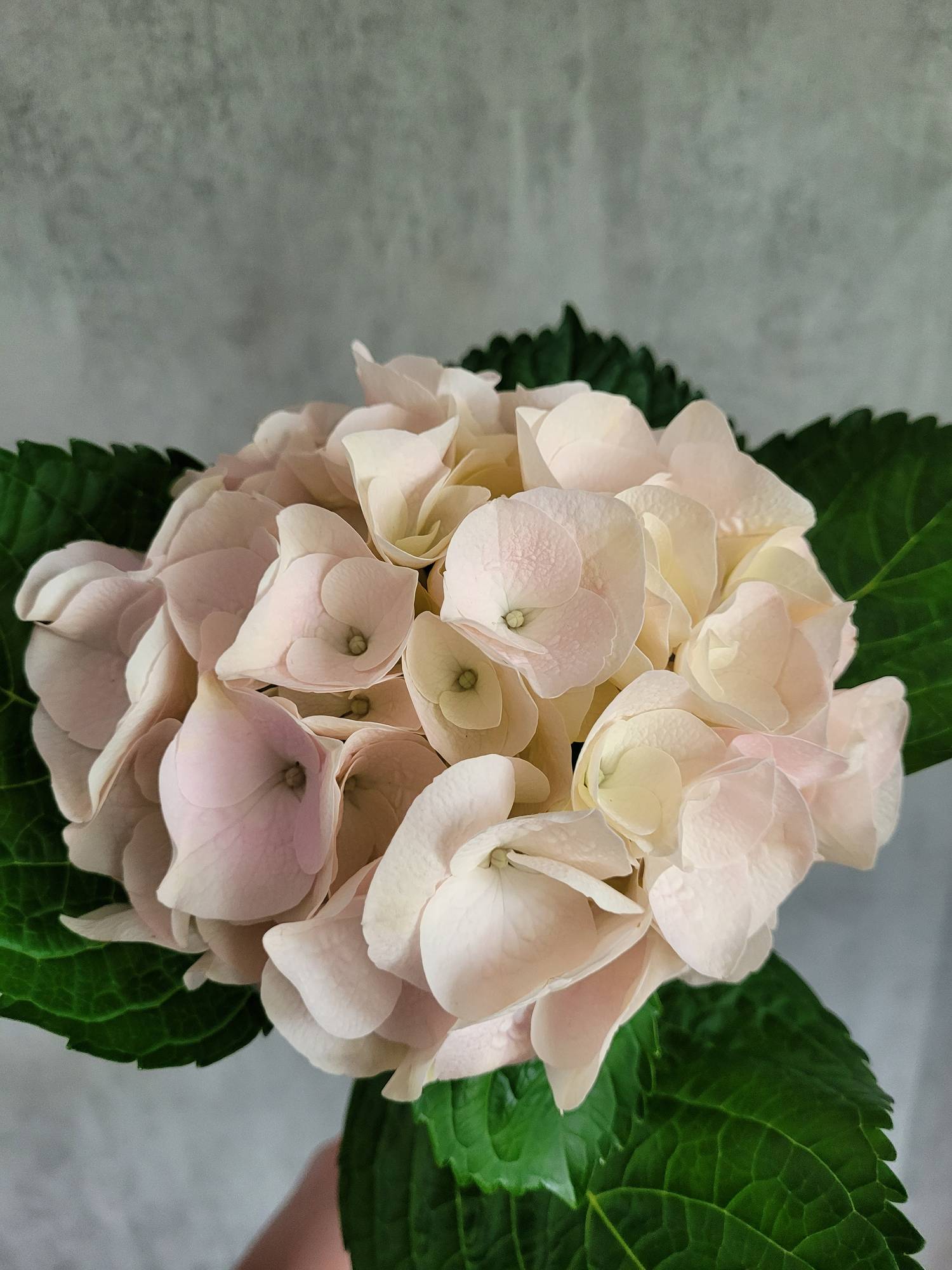 blumigo-magical-my-beautiful-pink-touch-hortensie-rosa image 2